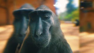 Rizz Monkey Meme Template [4K]