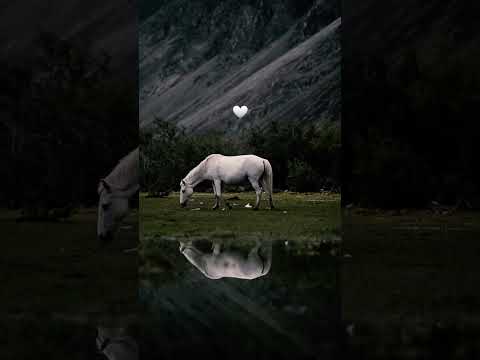 امید مانند ستاره است در آفتاب تابان دیده نمی شود فقط در شب های تاریک و سخت است که کشف می شود
