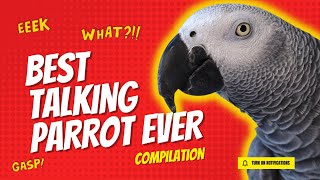 Best Talking Parrot Compilation | Gizmo the Grey Bird