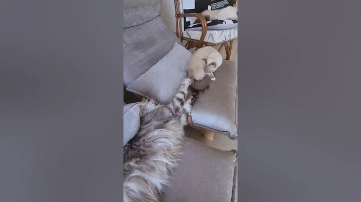 Watch the video about Our maine coon kitten is a cheeky boy 😂 #cats #shorts #catvideos #catlovers #funnycats