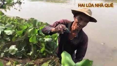 Mẻ Lưới Không Như Mong Đợi / Hai Lúa Nhà Quê