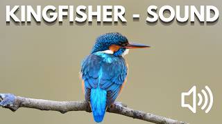 Bird Sound Library | Common Kingfisher – Bird Calls & Sounds (Nature Sounds) screenshot 1