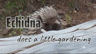 Echidna does what it wants to do