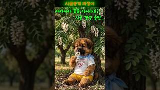 아카시아 꿀을 아시나요?..으헤헤헤 #짜장이#시골똥개#아카시아#꿀#시골갬성#쪼꼬렛#가나#롯데제과#웃긴영상#AI강아지#말하는강아지