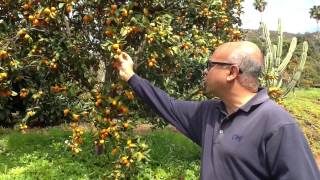 Organic Kumquats - Harvest of the Month - San Diego Farm to School