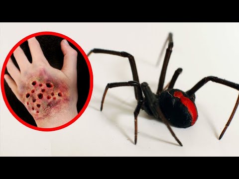 10 Gevaarlijkste Spinnen ter Wereld