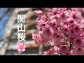 武蔵小杉の関山桜