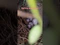 the egg 🍳🥚 of berd and after giving baby 🍼🐥🍼🍼