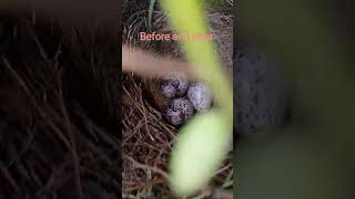 the egg 🍳🥚 of berd and after giving baby 🍼🐥🍼🍼