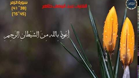 سورة الزمر   عبد الوهاب طاهر