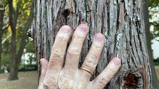 Ghost Forest, Maya Lin - A Walk with Frank ...