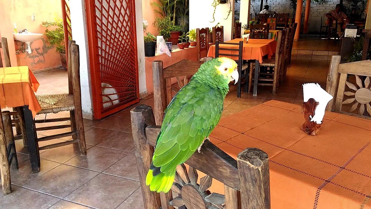 Ресторан попугай Ресторан попугай