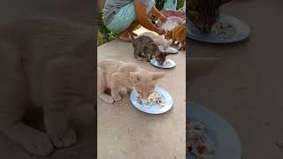 แบ่งกันกินนะลูก#ชีวิตแมวจร