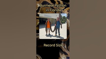 Record Breaking Burmese Python Unbelievable Size #burmesepython