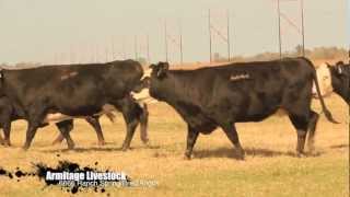 Exclusive Spring Bred 6666 Angus Cows Information