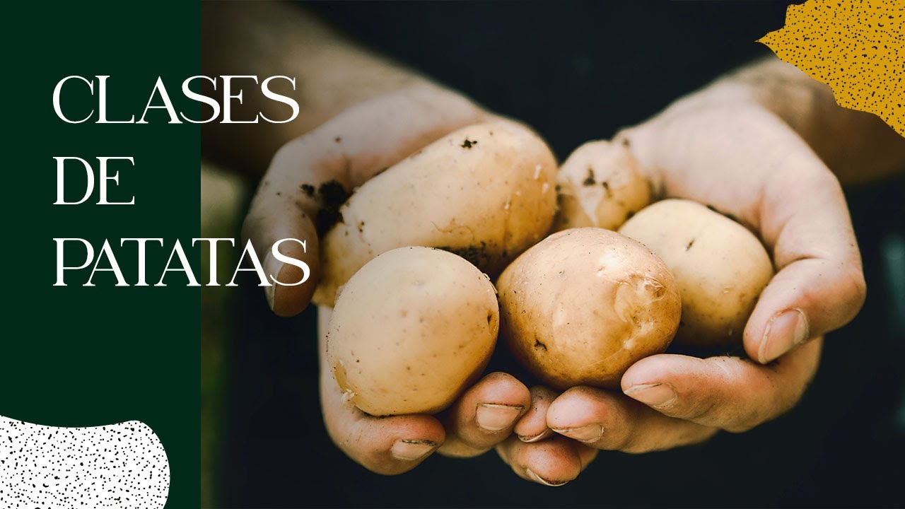 CLASES de PATATAS y cómo cortarlas para plantar