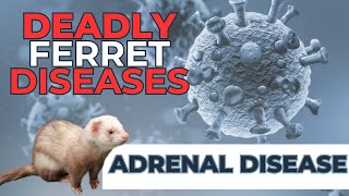 Deadly Ferret ADRENAL DISEASE - What owners MUST know!