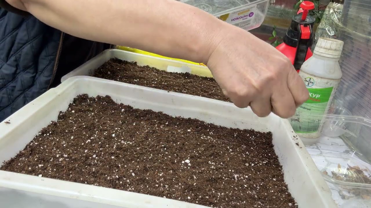 Бөлмө гулу. Абутилон гулун уругунан өстуруу 2- чи болум. 21.12.25 