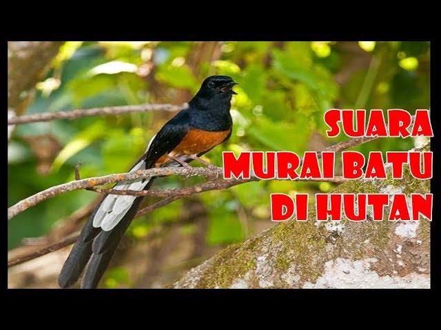 Suara Murai Batu Hutan, Nyaring Dan Merdu, Ampuh Untuk Terapi-2 class=