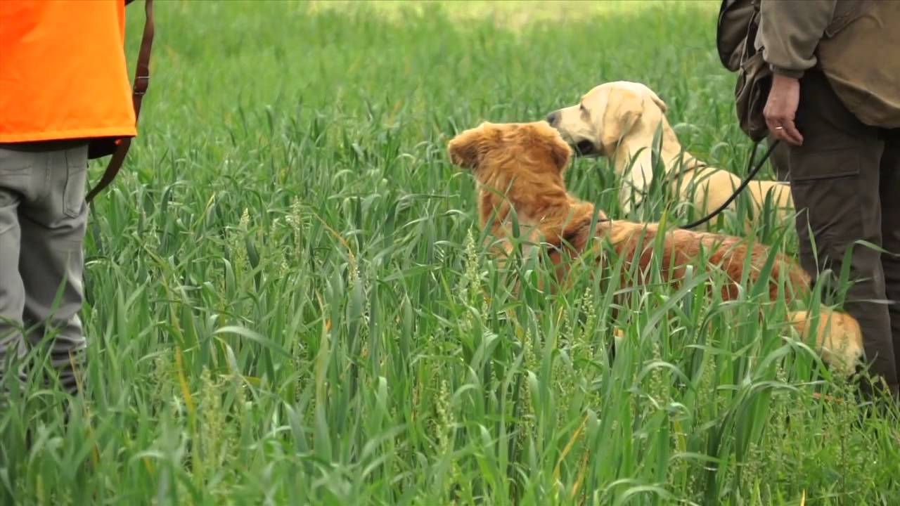 Retriever Field Trial Erstein 2013 (1) YouTube