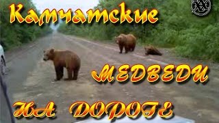 Камчатские МЕДВЕДИ ходят прямо на дороге!!!