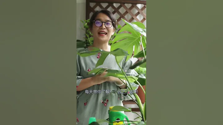 我的龜背竹新葉個個開背，有小技巧 - 天天要聞