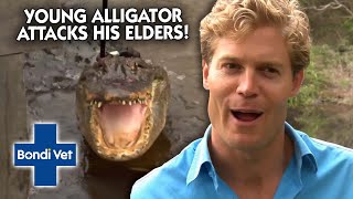 Older Alligator ATTACKED By Young Male!  | Bondi Vet