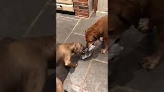 Cane Corso Vs Rottweiler X Staffordshire Bull Terrier