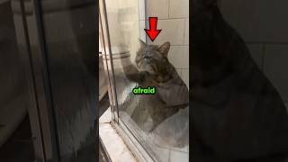 Cats Are Afraid of Baths 🐈 Part 2