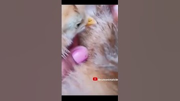 Chicken Eats Fleas Off Dog 🐕🪳🐤 #shorts