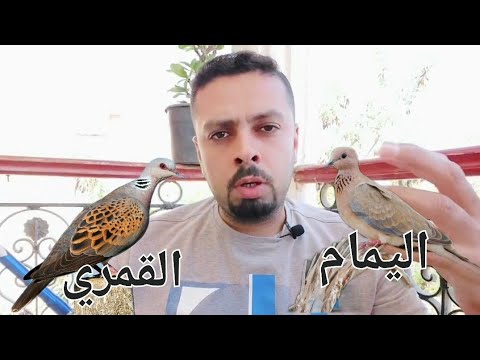 الفرق بين اليمام والقمري هناك خدعه لليمام تجعلك تخاف منها