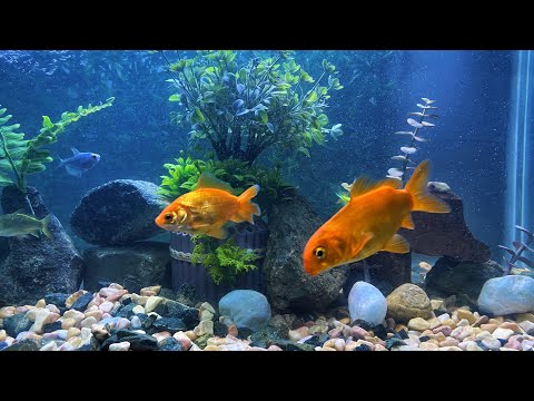 ASMR | Relaxing Fish Ambience