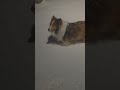 Sheltie Snow Bunnies