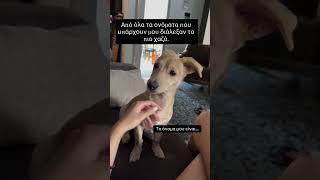 Από όλα τα ονόματα που υπάρχουν μου διάλεξαν το πιο χαζό 😂 #κατοικιδια