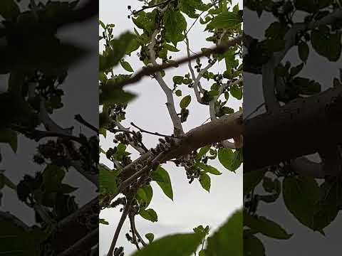 شاهد التوت الشامي في بدايته