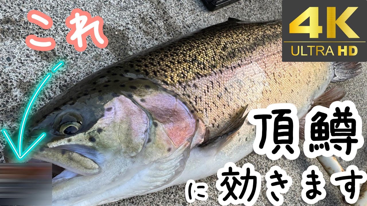 【足柄キャスティングエリア】～前編～頂鱒を釣るならこれが最強なのかもしれん