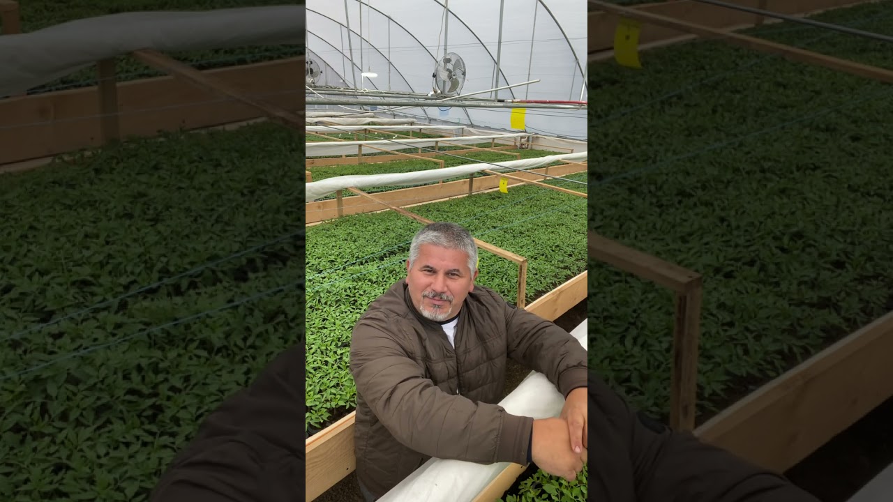 RĂSADURI DE LEGUME: preț - calitate - piață - factori influențatori
