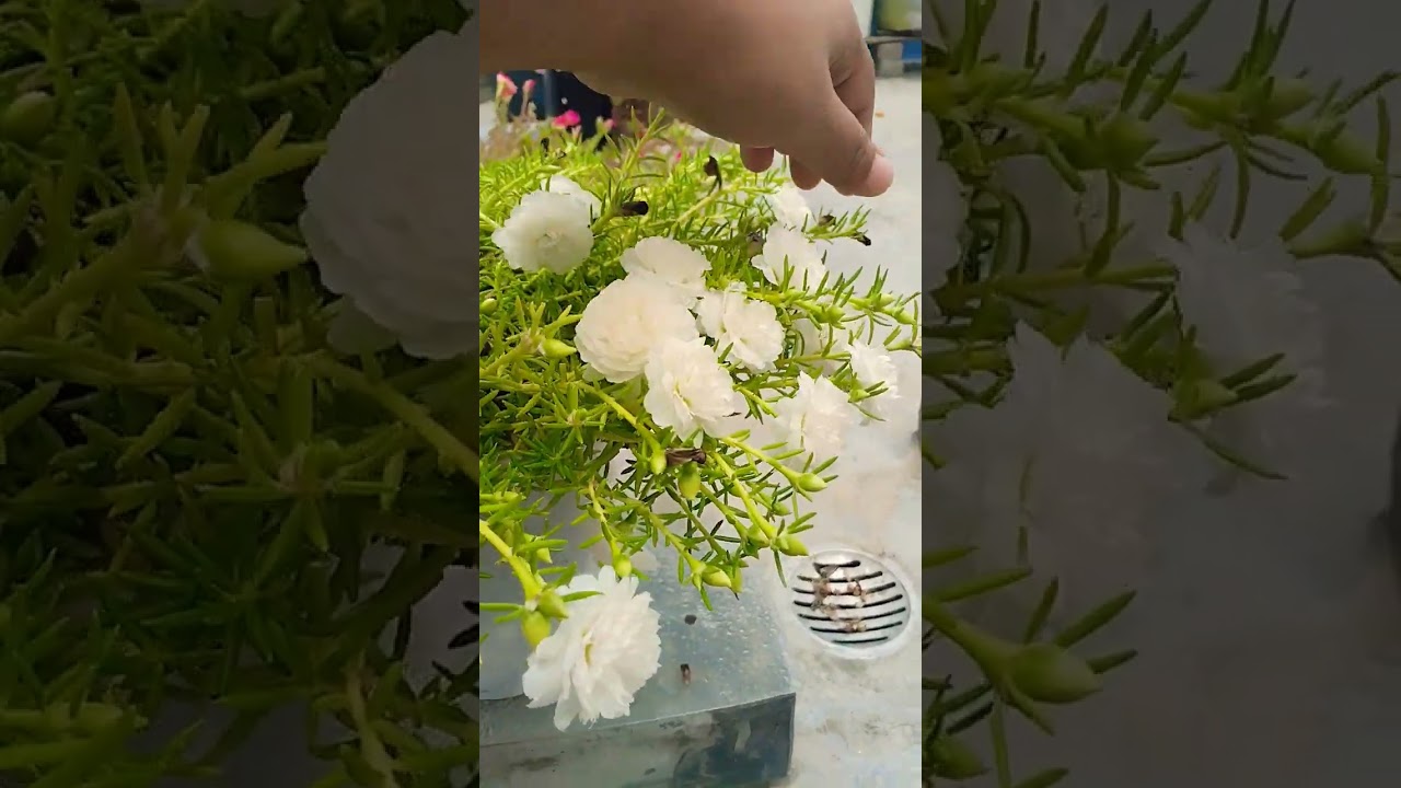 portulaca flowers care tips 