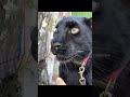 Black Panthers Don’t Like Being Poked by Humans — They Get Pretty Upset!