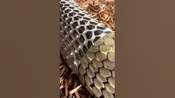 Why do Snakes shed their skin?