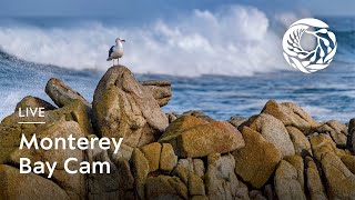 Live Monterey Bay Cam  Monterey Bay Aquarium