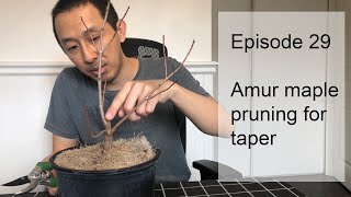 Episode 29, Amur Maple(acer ginnala) spring pruning for taper