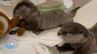 カワウソの赤ちゃん、初めてのぬいぐるみに本能が目覚める！？　Baby Otters Attack a Stuffed Animal!