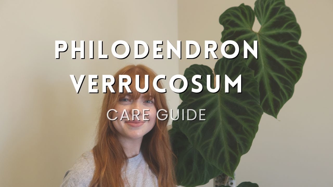 How to care for a Philodendron Verrucosum!