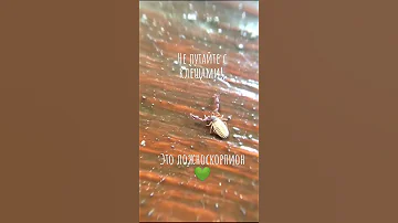 Книжный ложноскорпион