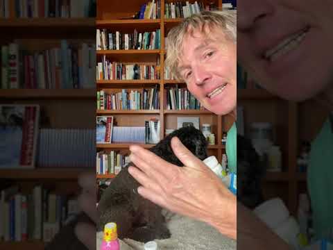 Video: Haitaiko pepto-bismol koiraa?