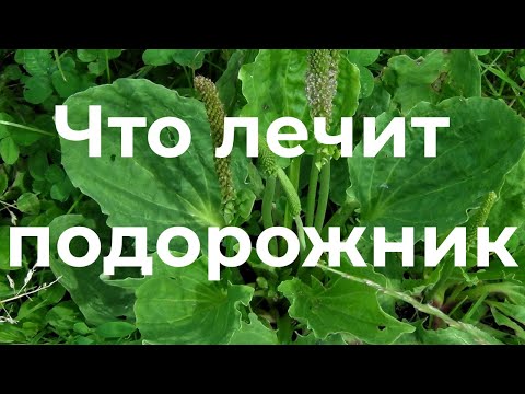 Подорожник лечит с головы до пят! Фитотерапия. Лекция Ирины Стефановской. Выпуск 75.