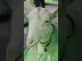 あの動画、AI？CG？質問答えてみた！