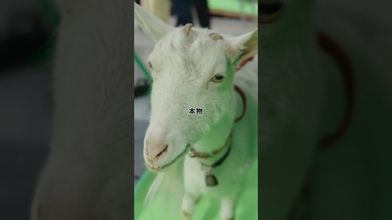 あの動画、AI？CG？質問答えてみた！
