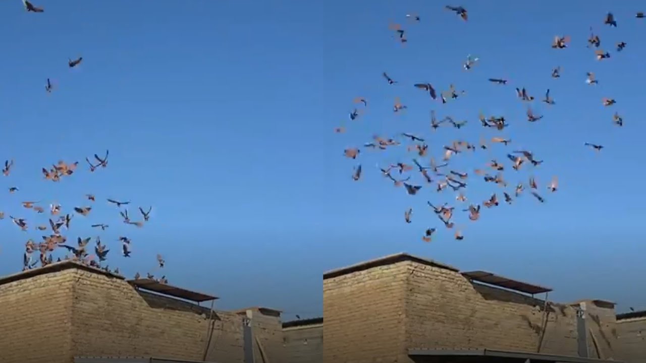 الجزء الثاني شوفو شكري شكد صاد 